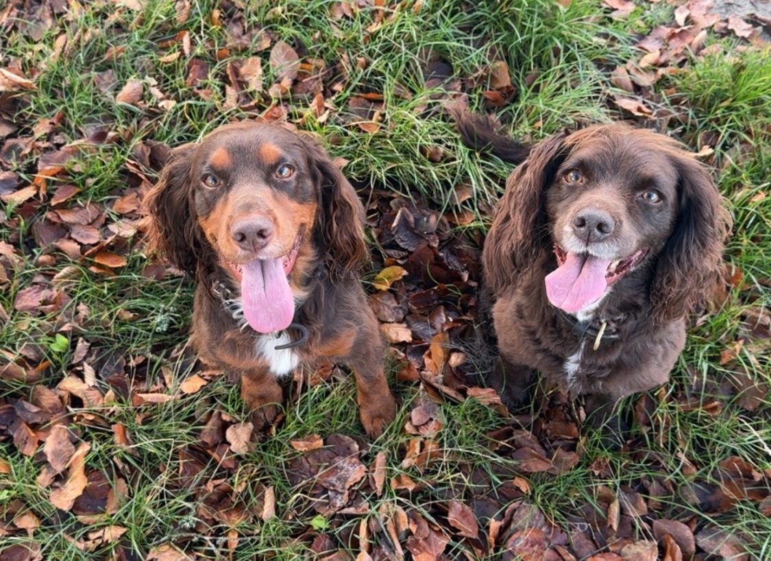 Conker and Teazel love to see me coming every Tuesday and Thursday